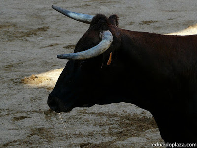 El toro, ¿cabeza incluida? [STS]